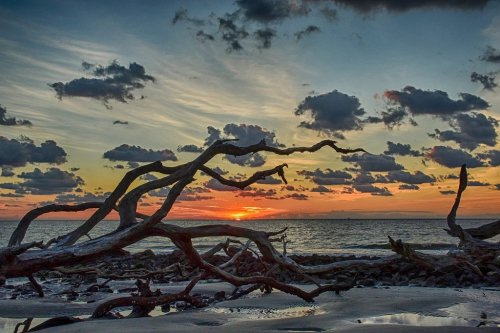 A sunset over the ocean, with dramatic clouds and twisted tree branches in the foreground.