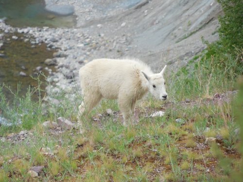 A white mountain goat stands on a grassy slope near a rocky riverbank.