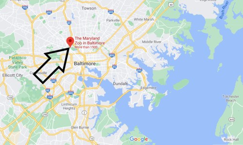 Map showing the location of the Maryland Zoo in Baltimore, marked with a red pin and an arrow pointing to it.