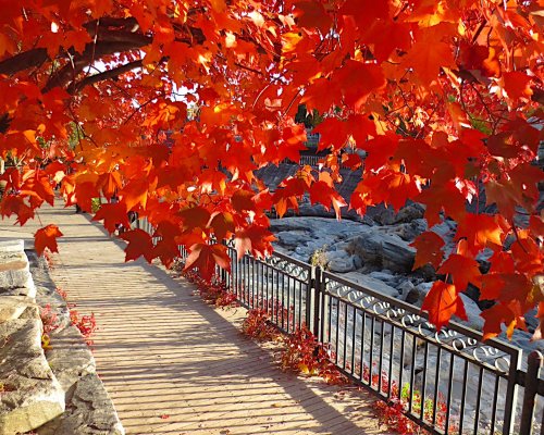 Vibrant red maple leaves frame a scenic pathway beside a river, with sunlight casting shadows on the ground.
