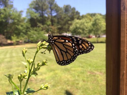 A monarch butterfly perched on a green plant, with a blurred background of trees and grass.