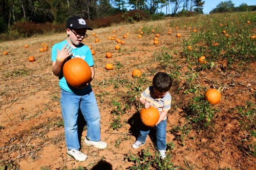 Two children in a pumpkin patch, one holding a pumpkin and the other inspecting his pumpkin among scattered orange pumpkins.
