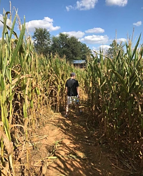 A person walks through a tall corn maze under a blue sky with fluffy clouds.