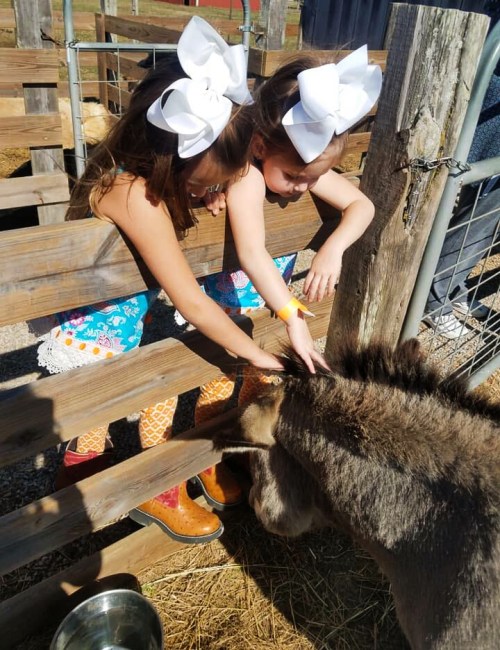 Two girls with large bows pet a donkey through a wooden fence at a farm, smiling and enjoying the interaction.