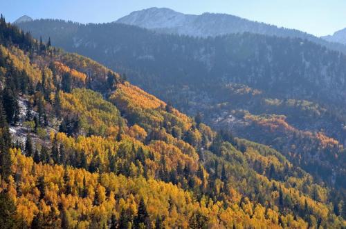 Vibrant autumn foliage covers a mountainous landscape, with golden and green trees against a backdrop of distant peaks.