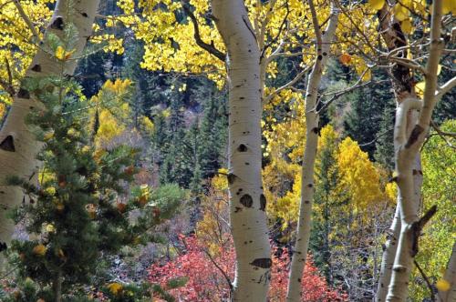 A vibrant autumn scene featuring yellow-leaved trees among green and red foliage in a forest.