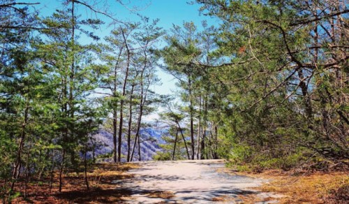 A scenic pathway surrounded by tall trees under a clear blue sky, leading into a mountainous landscape.