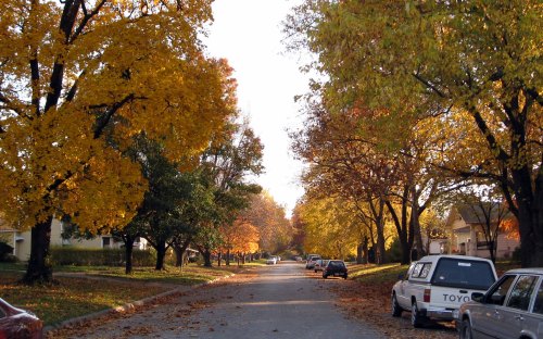 A tree-lined street in autumn, with vibrant yellow and orange leaves and parked cars along the sides.