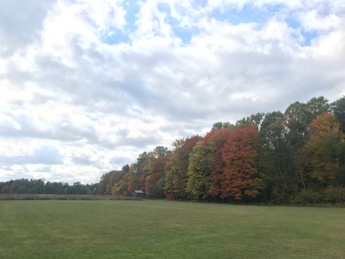 A grassy field with a line of trees displaying vibrant autumn colors under a cloudy sky.