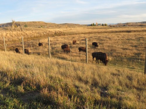 A herd of bison grazes in a grassy field, separated by a fence, under a clear sky.
