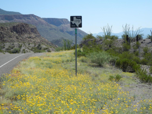 A road sign for Farm Road 170 beside a vibrant field of yellow wildflowers and rocky mountains in the background.