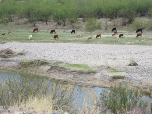 Cattle grazing on a grassy area near a river, surrounded by sparse trees and shrubs.
