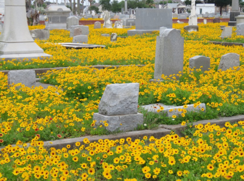 A cemetery filled with gravestones surrounded by vibrant yellow flowers in full bloom.