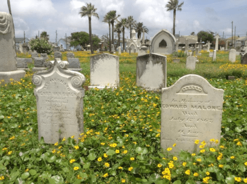 Gravestones in a cemetery surrounded by vibrant yellow flowers and palm trees under a cloudy sky.