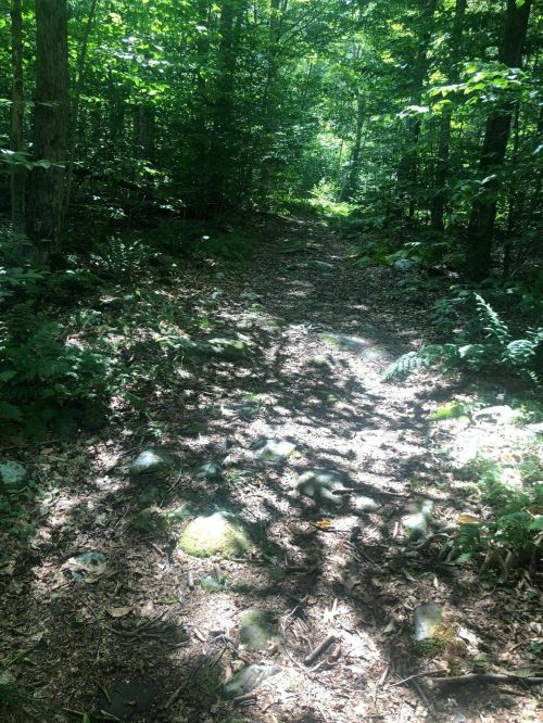 A narrow, rocky path through a lush green forest, dappled sunlight filtering through the trees.