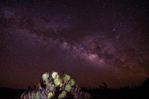 A starry night sky with the Milky Way above a cactus in a desert landscape.
