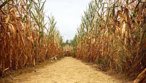 A narrow path through tall, dried corn stalks on either side, leading into a cloudy sky.