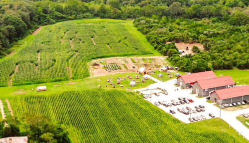 Aerial view of a vineyard with rows of grapevines, a barn, and a parking area surrounded by lush greenery.