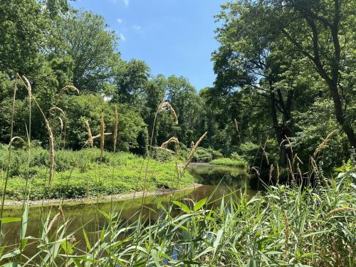 A serene river flows through a lush green landscape, surrounded by trees and tall grasses under a clear blue sky.