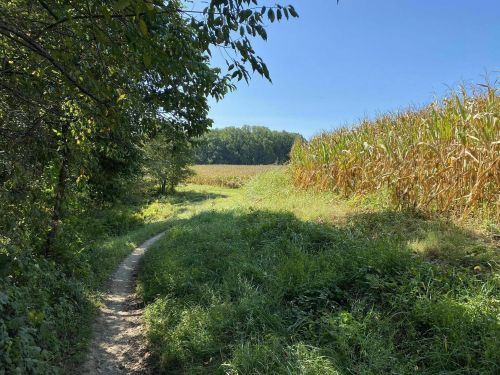 A winding dirt path through lush greenery, leading to a cornfield under a clear blue sky.