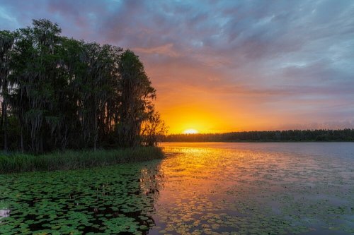 Sunset over a tranquil lake, with lush greenery and lily pads reflecting in the water.