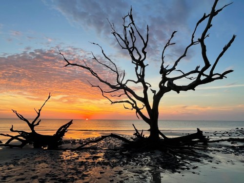 Silhouetted dead trees against a colorful sunset over a calm beach, with gentle waves lapping at the shore.