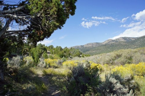 A scenic landscape featuring a winding path through lush greenery and yellow wildflowers, with mountains in the background.