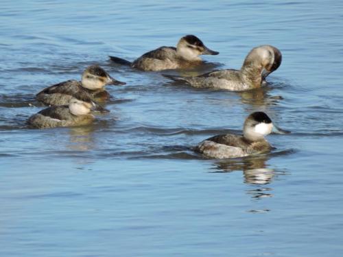 A group of five ducks swimming in calm blue water, with one adult duck and four ducklings.
