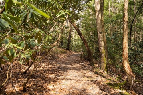 A winding dirt path through a lush green forest, surrounded by trees and foliage.