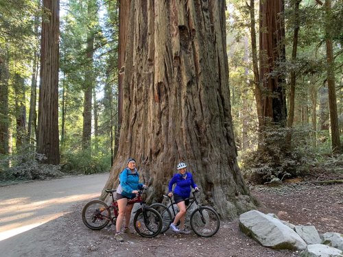 Two women stand beside a massive redwood tree, each with a mountain bike, in a lush forest setting.