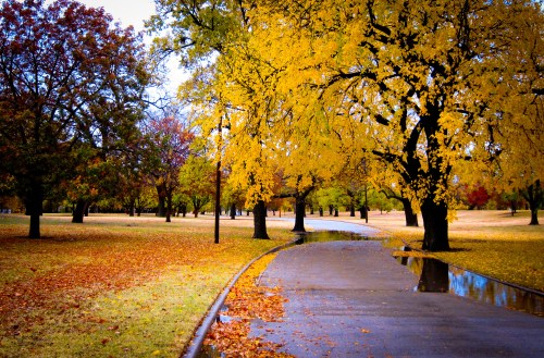 A winding path through a park lined with vibrant autumn trees and fallen leaves, reflecting puddles on the ground.