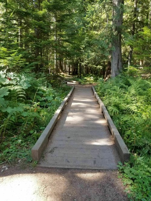 A wooden bridge leads through a lush green forest, surrounded by tall trees and ferns.