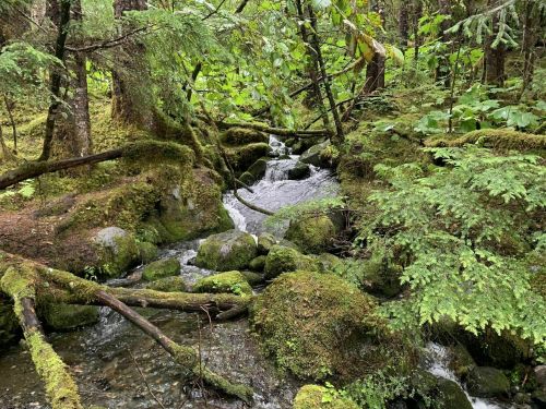 A serene forest scene featuring a small stream flowing over moss-covered rocks, surrounded by lush greenery.
