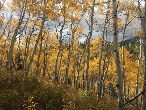 A forest of tall aspen trees with vibrant yellow leaves under a cloudy sky.