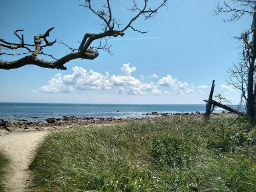 A serene beach scene with a sandy path, grassy areas, and a clear blue sky dotted with clouds.