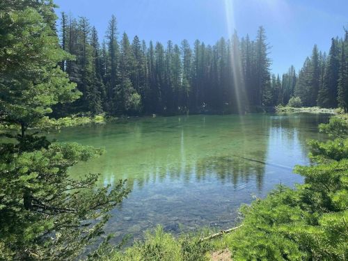 A serene lake surrounded by tall pine trees, with clear green water reflecting the blue sky.