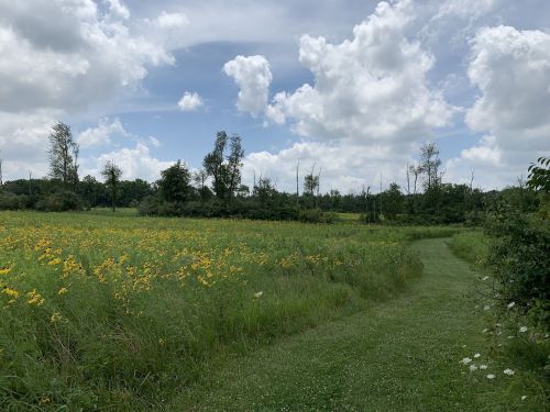 A lush green path winds through a field of yellow flowers under a partly cloudy sky.