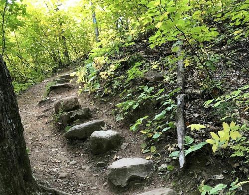 A winding dirt trail with stone steps, surrounded by lush green foliage and trees.