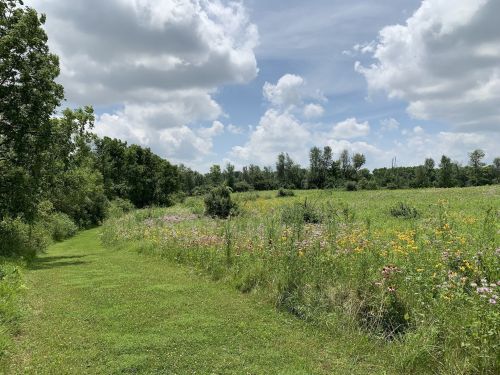 A grassy path winds through a vibrant wildflower field under a partly cloudy sky. Trees line the background.