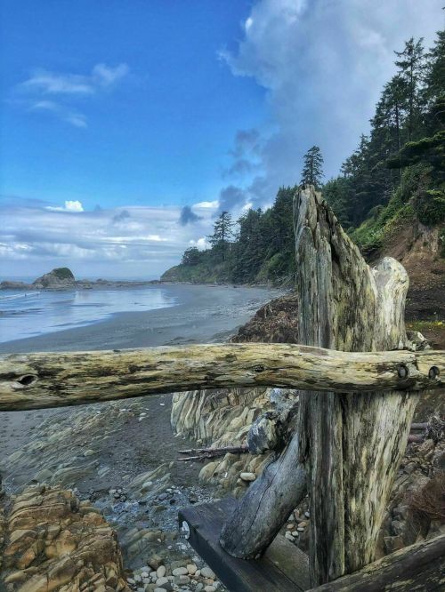 A serene beach scene with driftwood, rocky shore, and lush trees under a blue sky with scattered clouds.