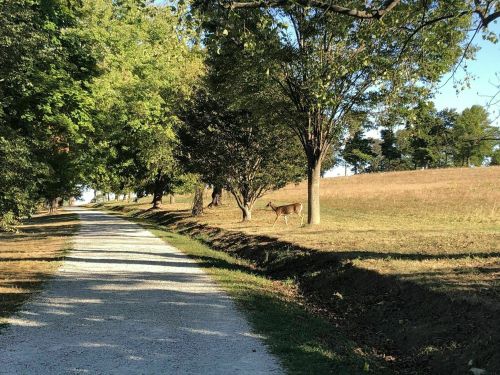 A gravel path lined with trees, with a deer grazing in a grassy field nearby under a clear blue sky.