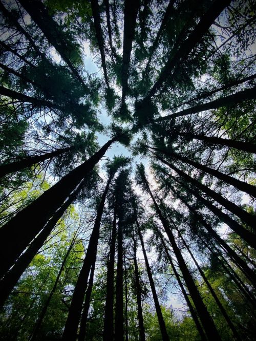 Looking up at tall trees with a clear sky peeking through the canopy, creating a circular pattern of branches.