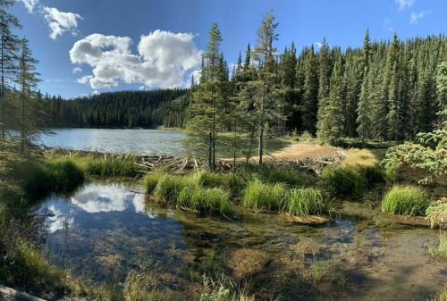 A serene lake surrounded by lush green trees and grass, reflecting clouds in the water under a clear blue sky.