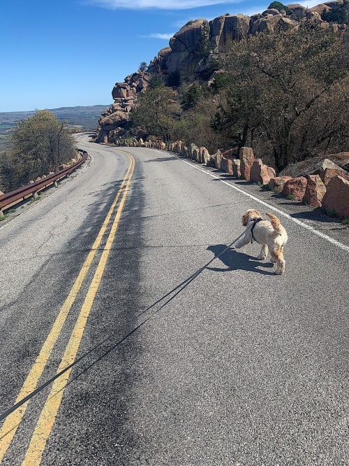 A dog walks along a quiet road with rocky cliffs and trees in the background under a clear blue sky.