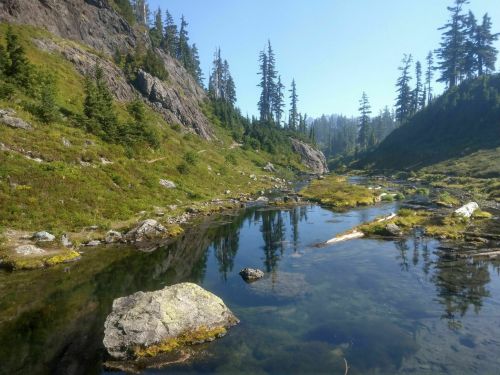A serene landscape featuring a clear stream surrounded by lush greenery and tall trees under a blue sky.