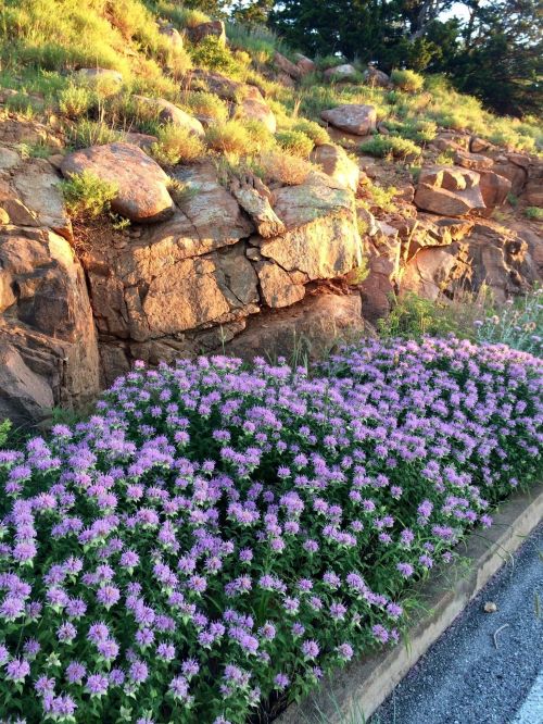 A vibrant patch of purple flowers in front of rocky terrain, illuminated by warm sunlight.