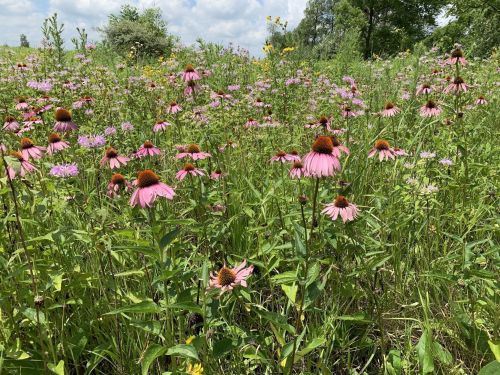 A vibrant field of pink coneflowers and wildflowers under a partly cloudy sky.
