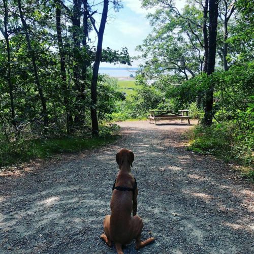 A dog sits on a gravel path surrounded by trees, looking towards a picnic table and open landscape in the distance.