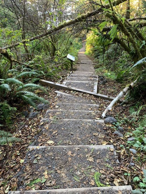 A winding dirt path with wooden steps surrounded by lush greenery and fallen leaves.