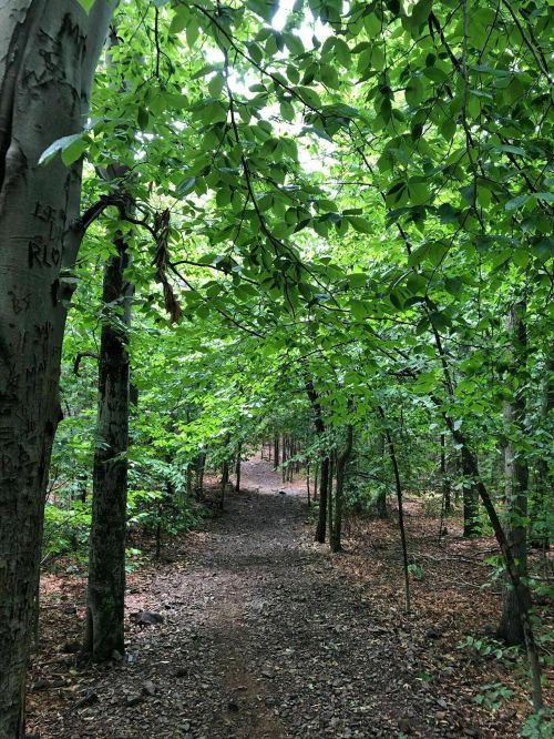 A serene forest path surrounded by lush green trees and foliage, inviting exploration.